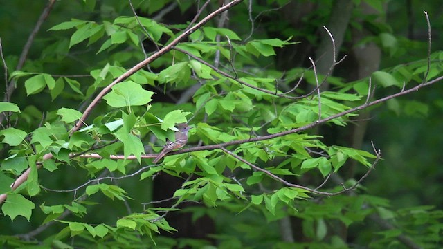 Great Crested Flycatcher - ML619009081