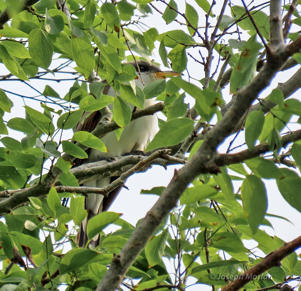 Yellow-billed Cuckoo - Joseph Morlan