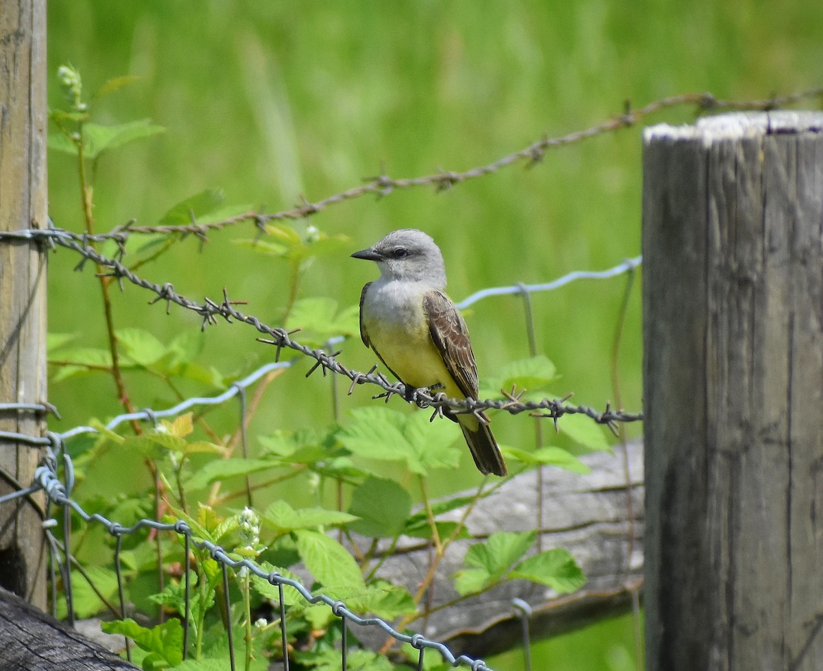 Western Kingbird - Philip Aguiar