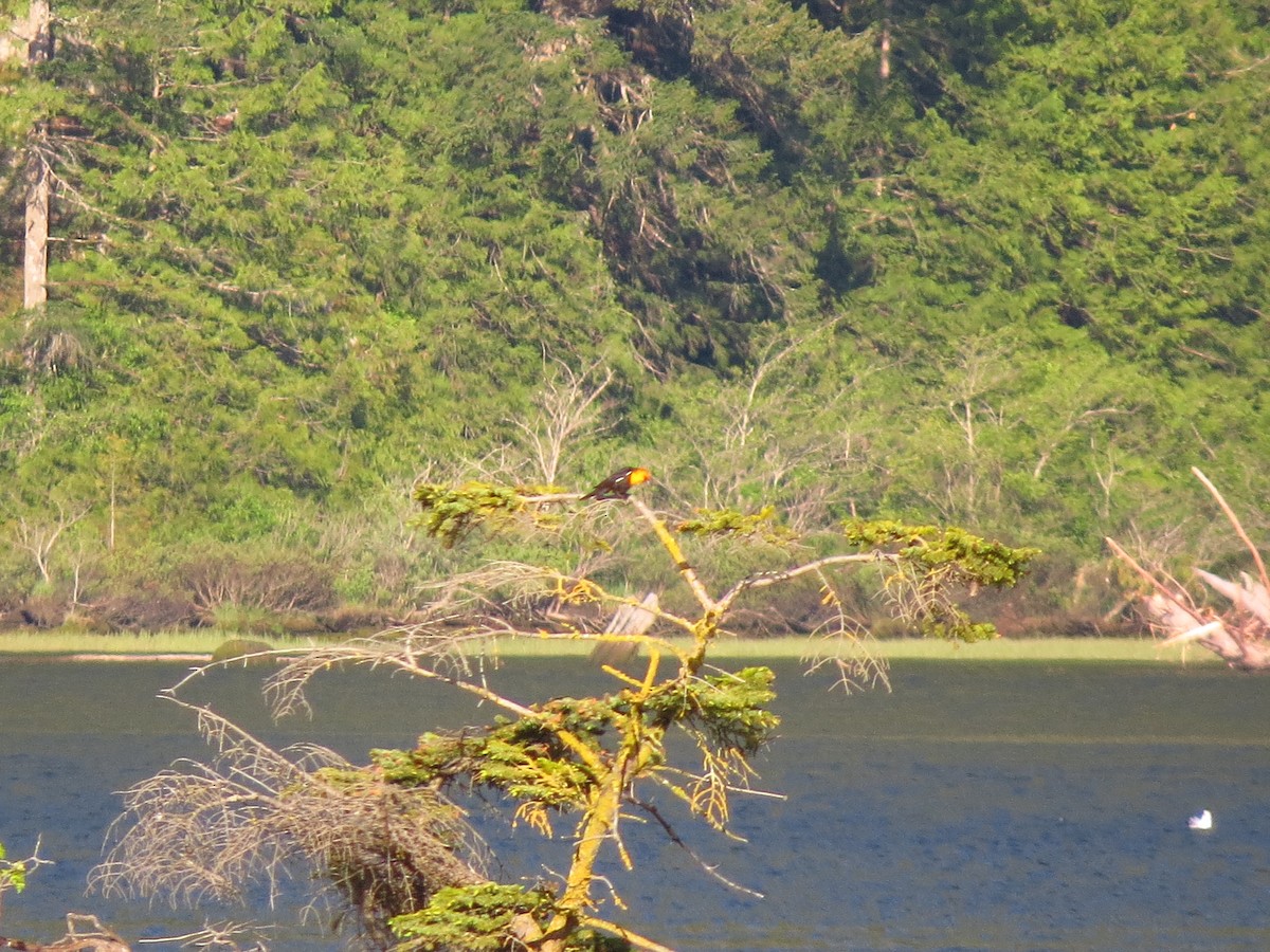 Yellow-headed Blackbird - ML619009104