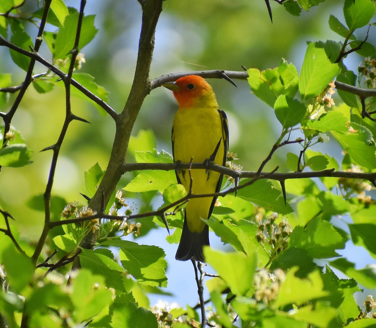 Western Tanager - Philip Aguiar