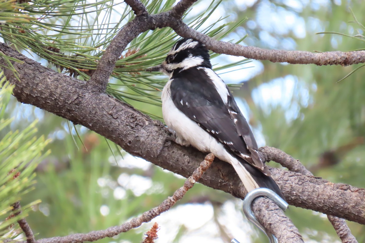 Hairy Woodpecker - ML619009107