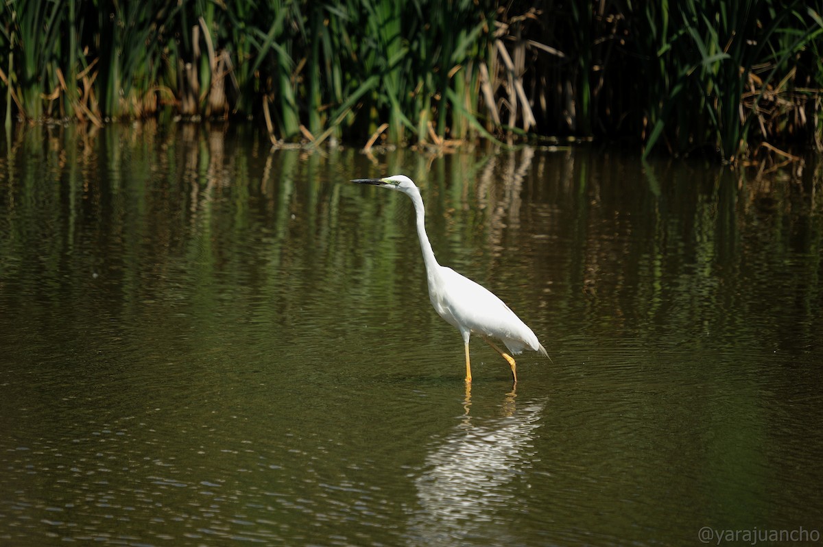 Great Egret - Juan Escudero