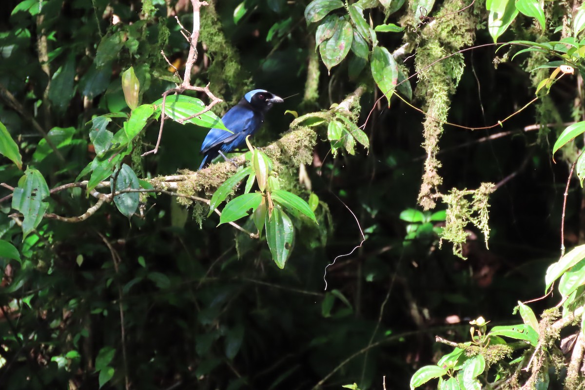 Azure-hooded Jay - Yasmin Cerrud Henríquez