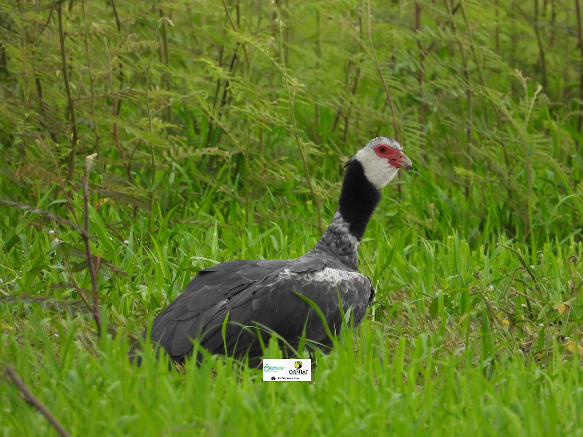 Weißwangen-Wehrvogel - ML619009129