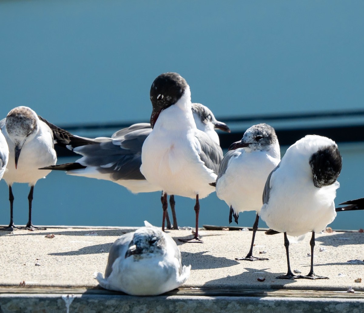 Laughing Gull - Marcus Müller