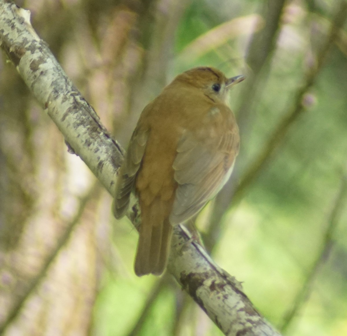 Veery - ML619009179