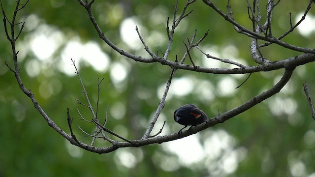 rødvingetrupial (phoeniceus gr.) - ML619009181