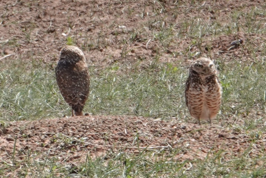 Burrowing Owl - Dave Hanscom