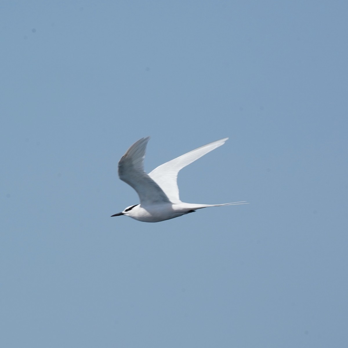 Black-naped Tern - Simon Thornhill