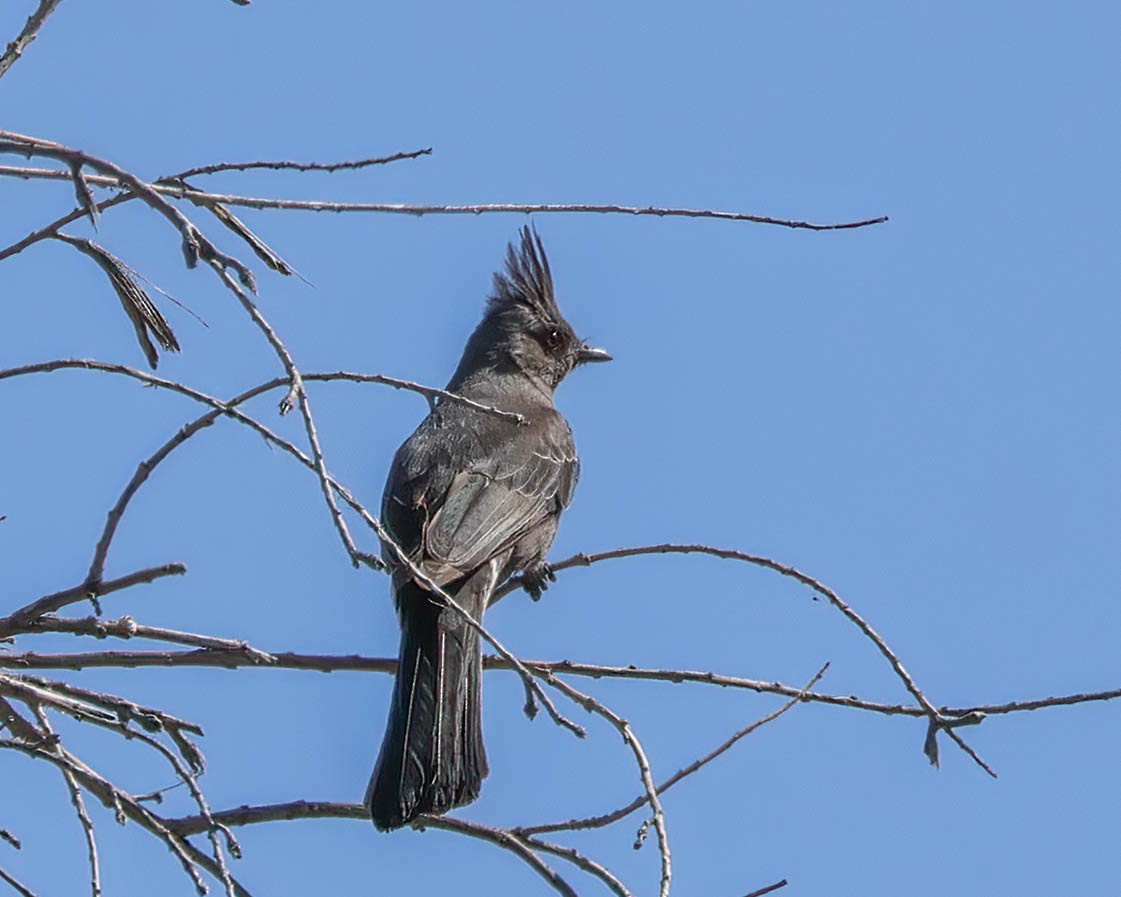 Phainopepla - Sue Smith