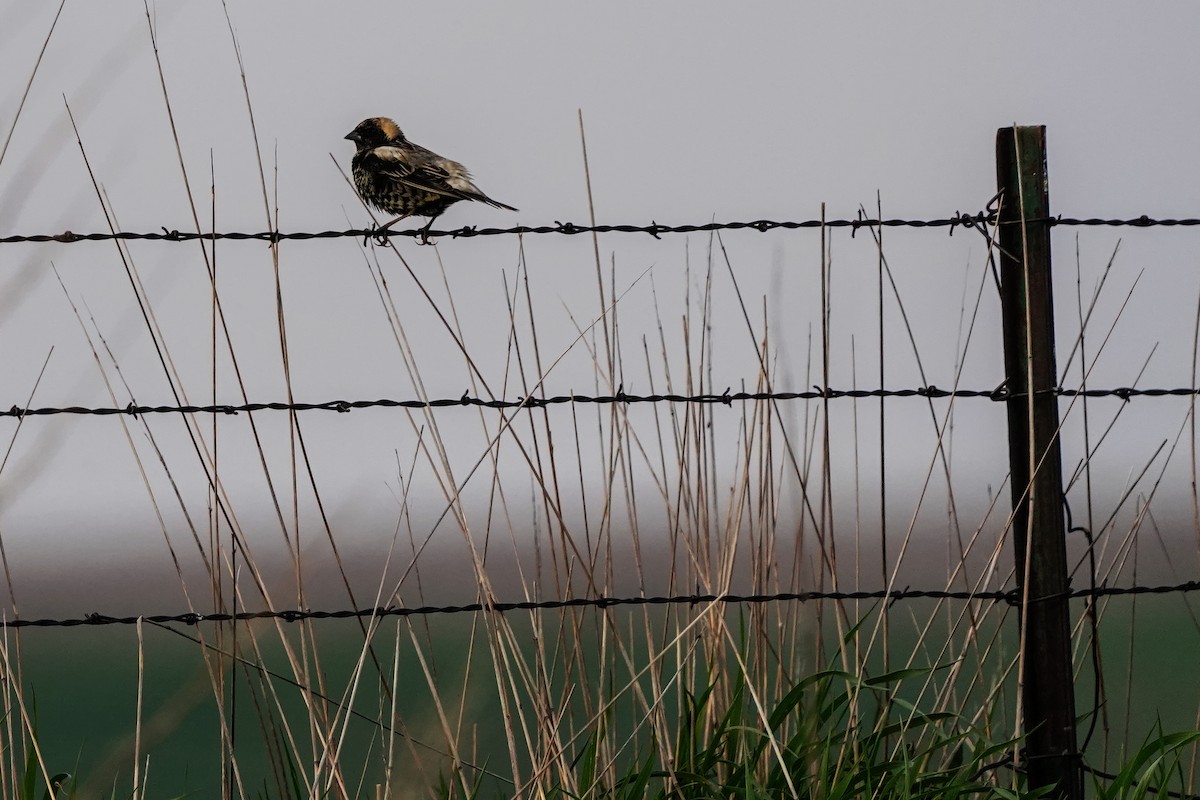 Bobolink - Dana Siefer