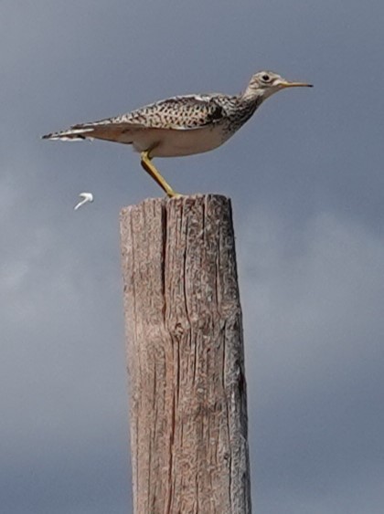 Upland Sandpiper - Dave Hanscom