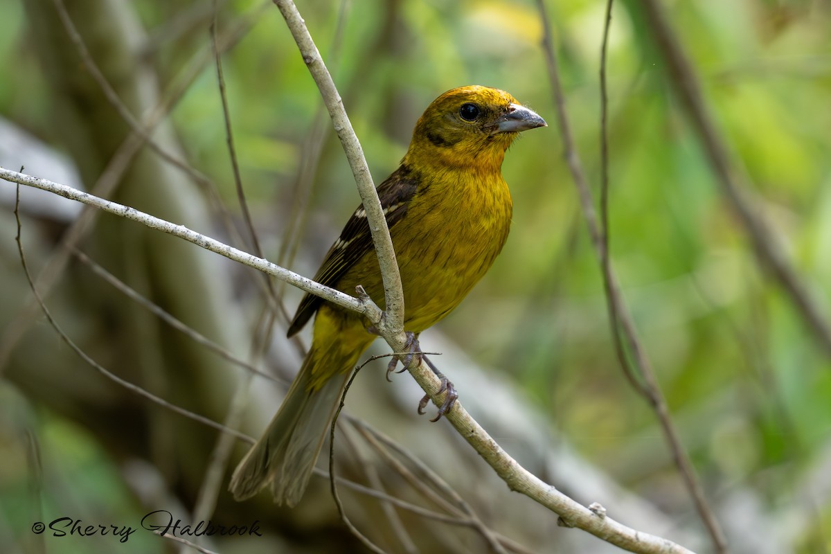 Flame-colored Tanager - Sherry Halbrook