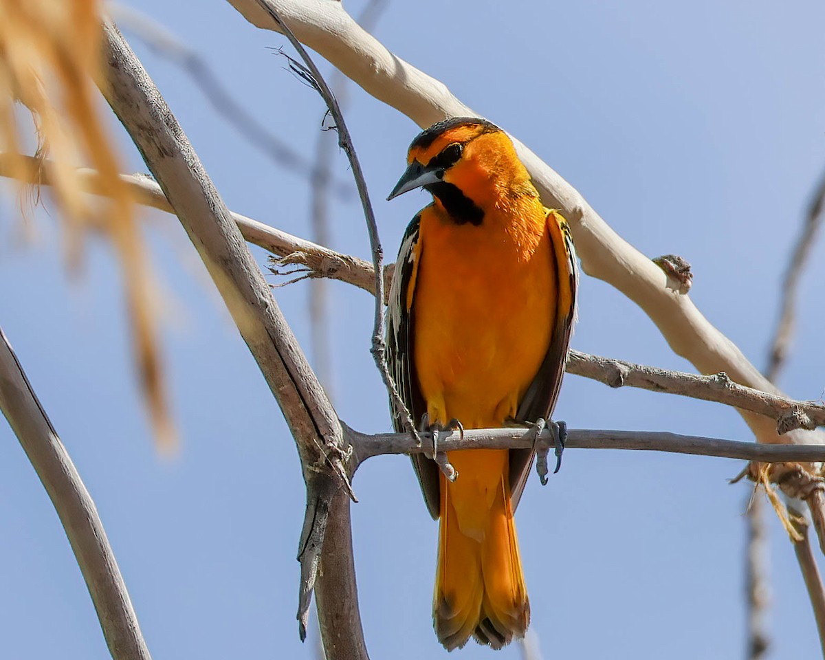 Bullock's Oriole - Sue Smith