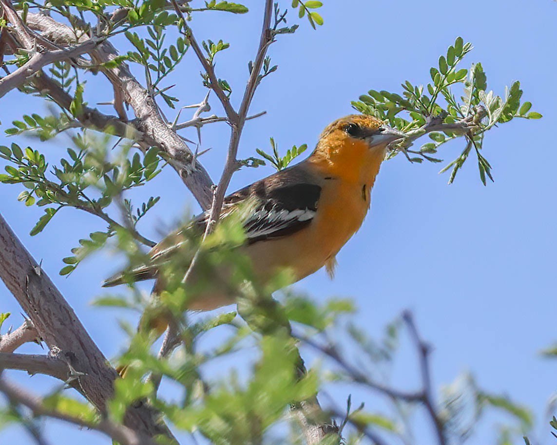 Bullock's Oriole - Sue Smith