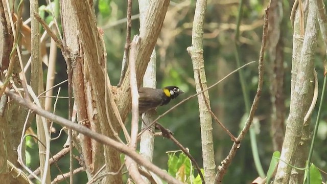 White-eared Ground-Sparrow - ML619009293