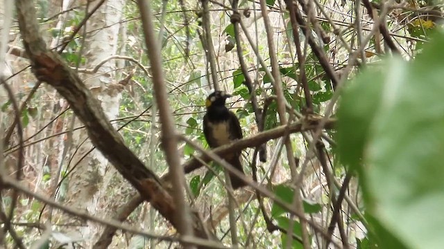 White-eared Ground-Sparrow - ML619009294