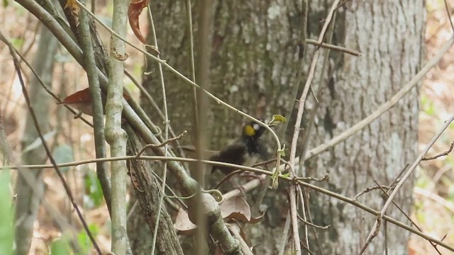 White-eared Ground-Sparrow - ML619009295