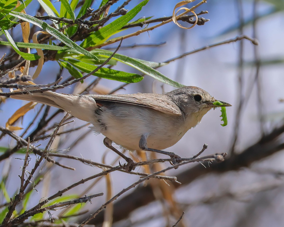 Lucy's Warbler - Sue Smith