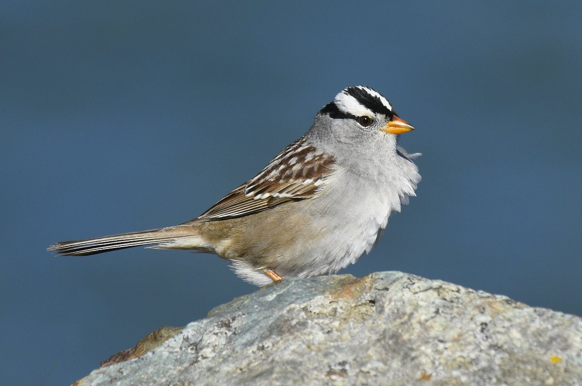 White-crowned Sparrow - Gord Gadsden