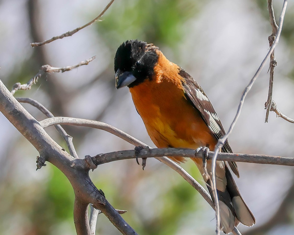 Black-headed Grosbeak - Sue Smith