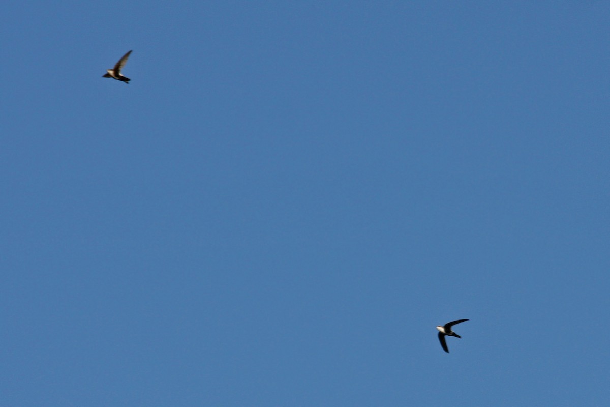 White-throated Swift - William Clark