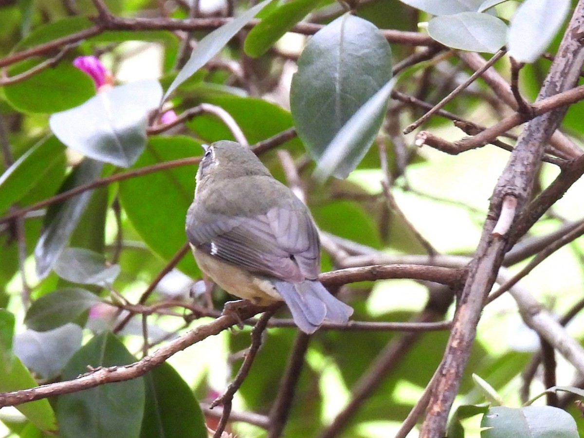 Black-throated Blue Warbler - Lisette Cote