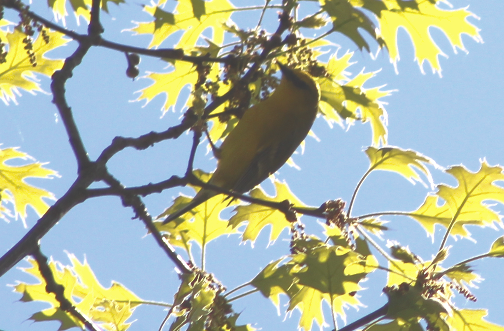 Blauflügel-Waldsänger - ML619009408