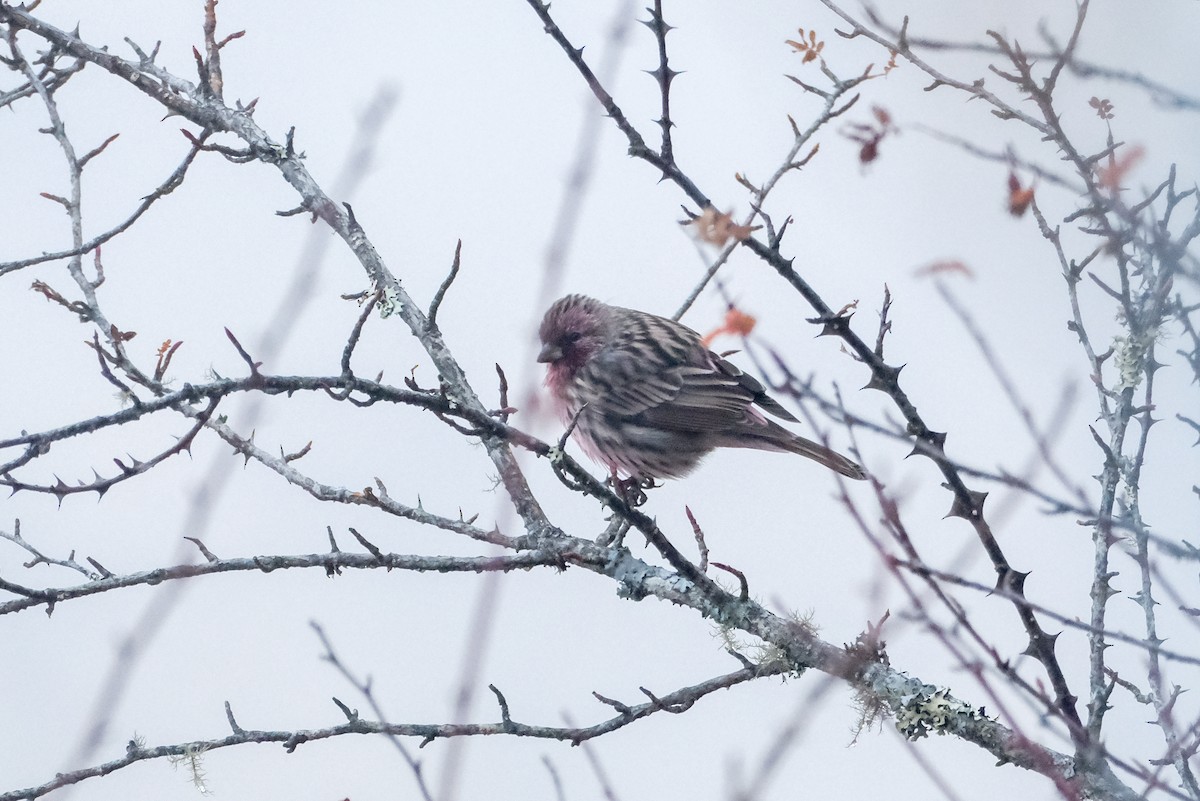 Himalayan Beautiful Rosefinch - Oscar Vazquez