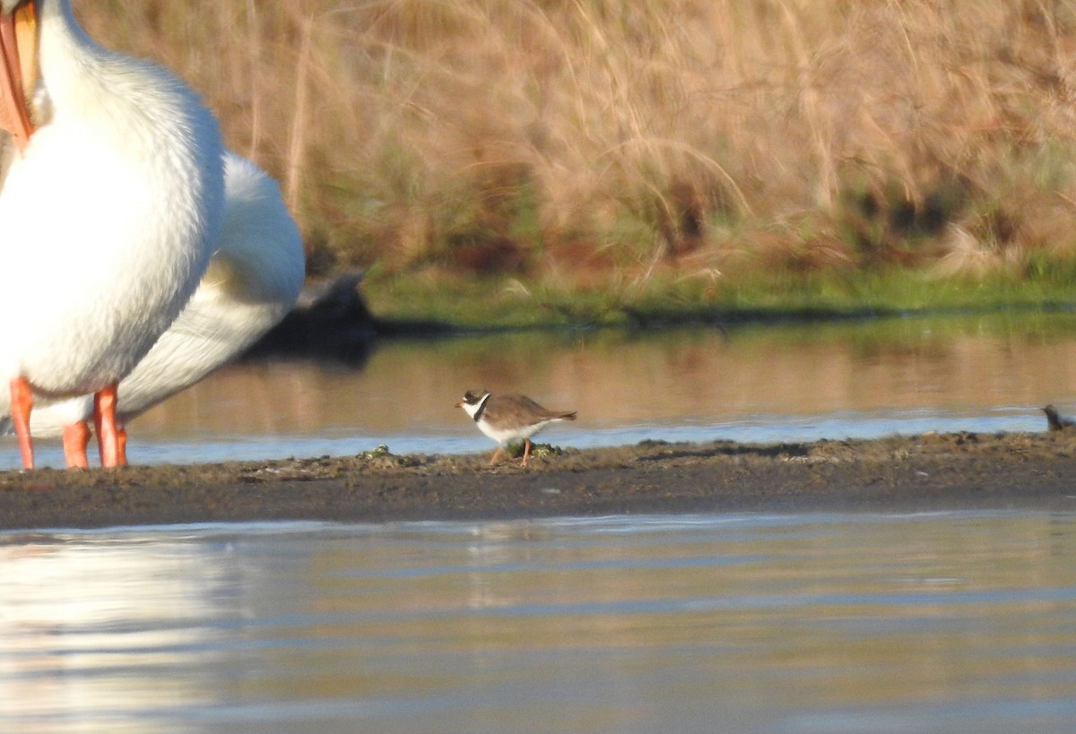 Semipalmated Plover - ML619009427