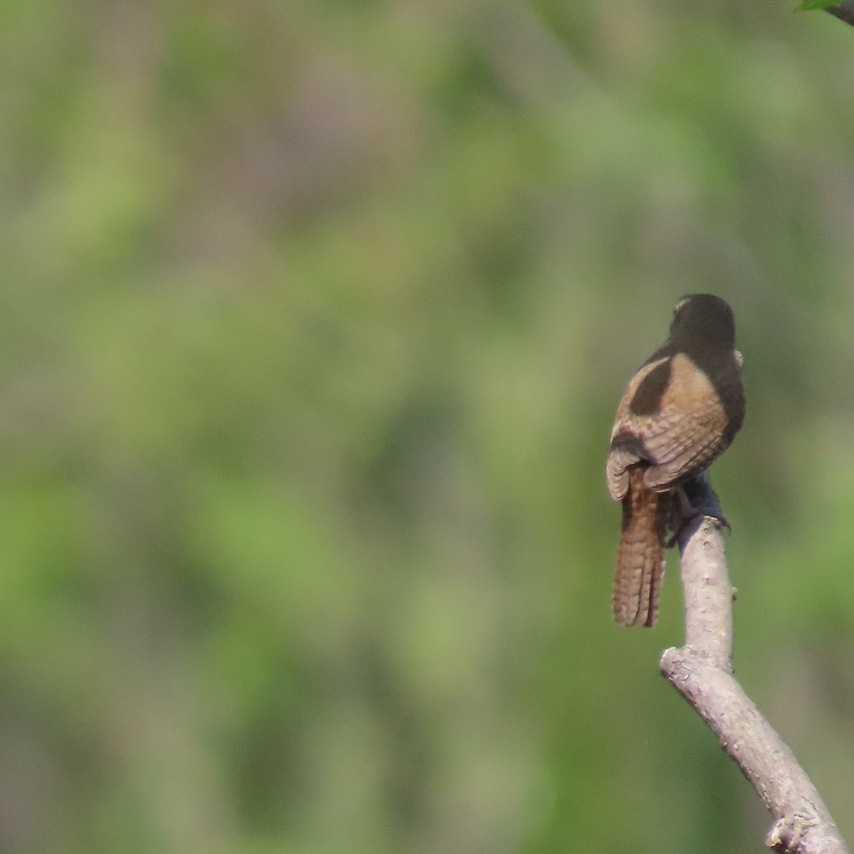 House Wren - Karen Lintala