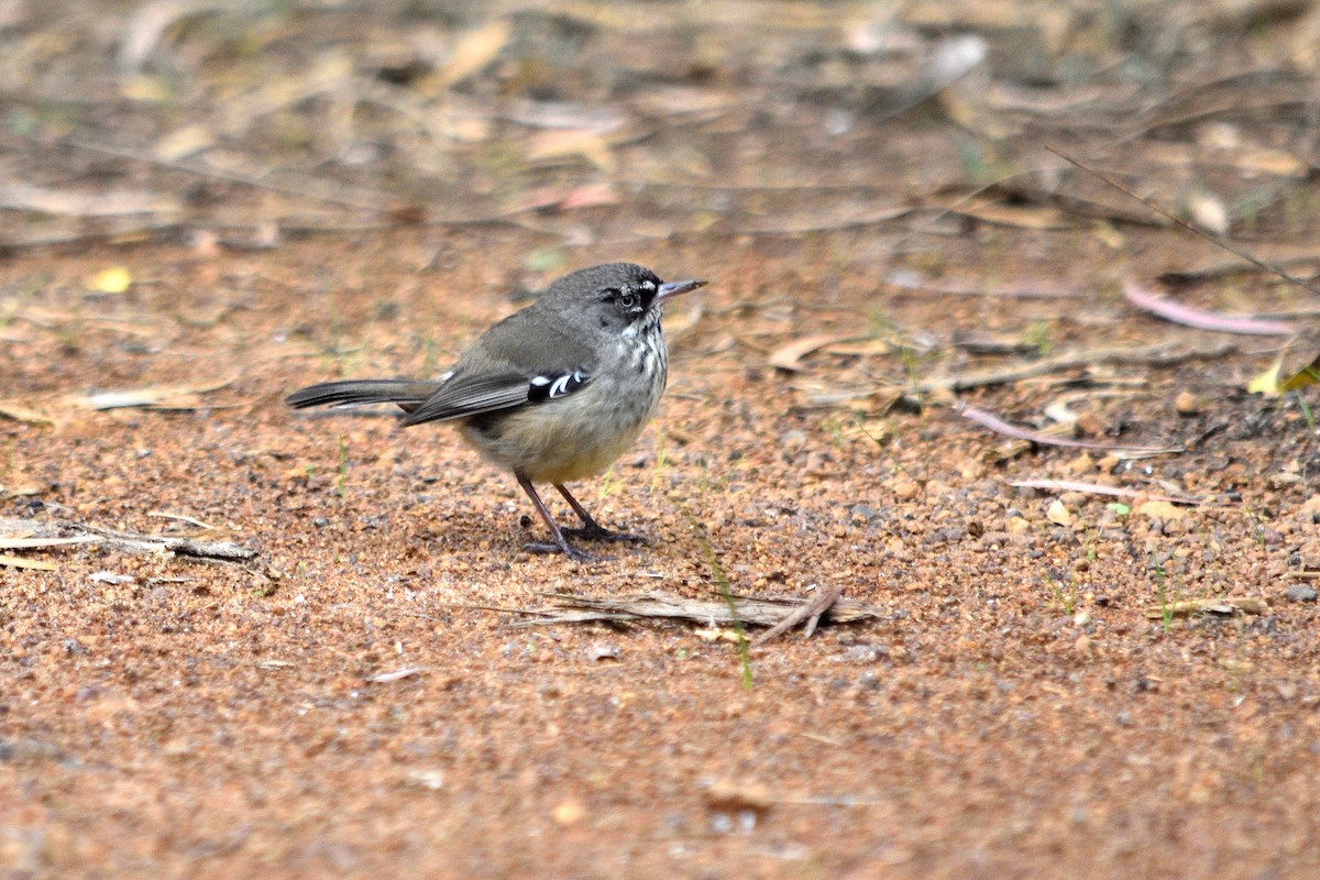 Spotted Scrubwren - ML619009434