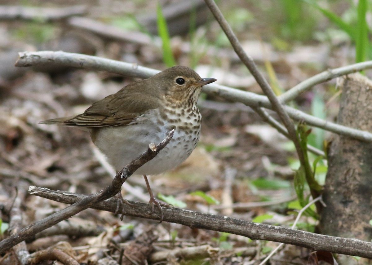 Swainson's Thrush - Lorraine Lanning