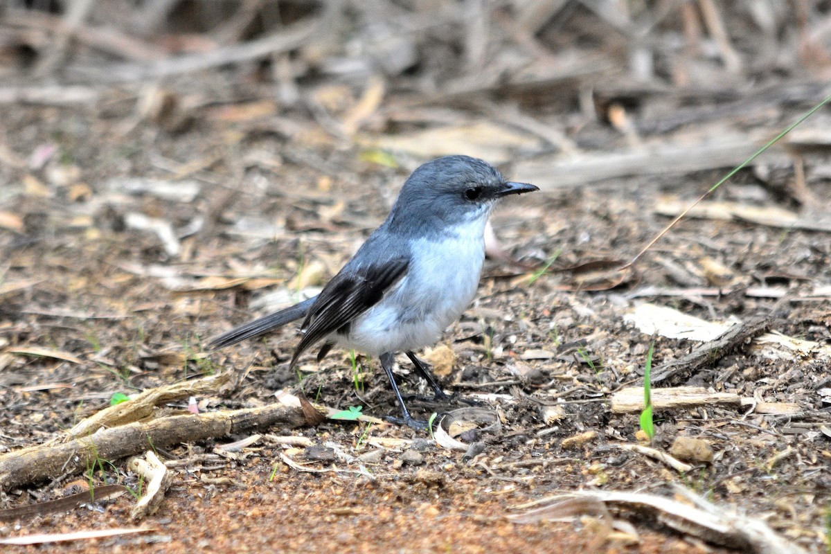 White-breasted Robin - ML619009454