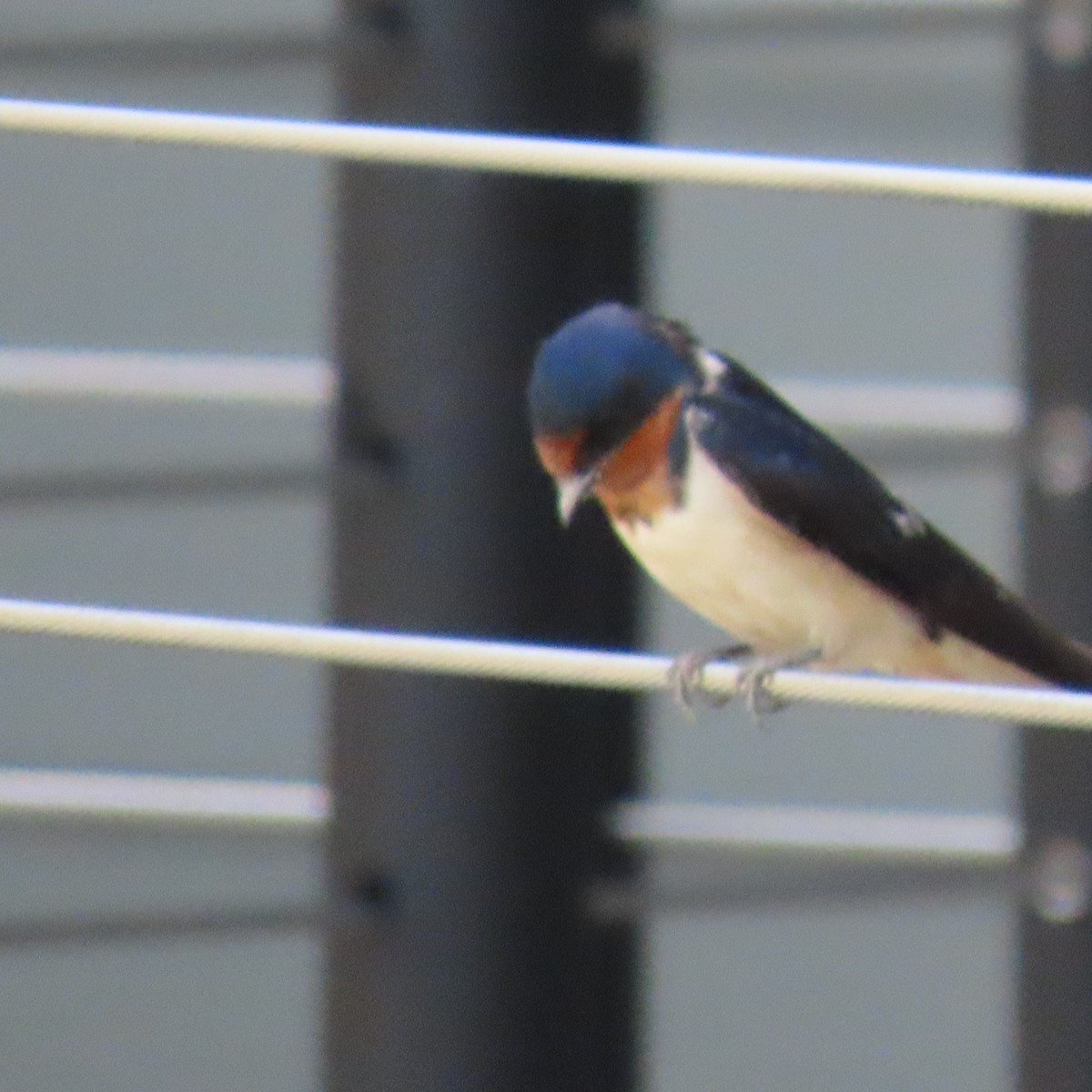 Barn Swallow - ML619009471