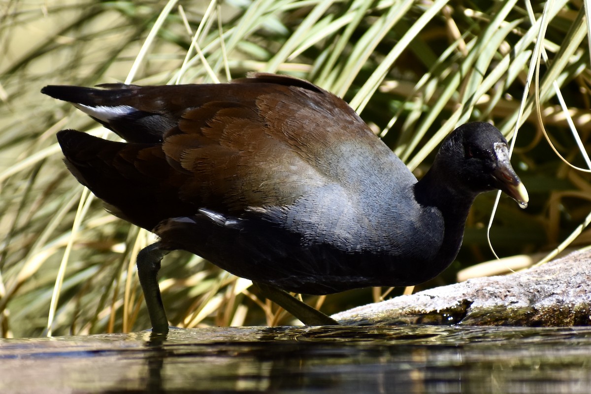 Common Gallinule - ML619009497