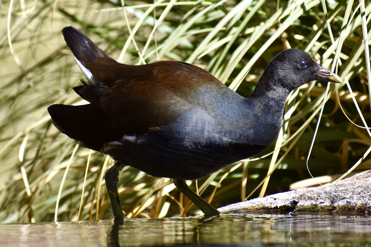 Common Gallinule - ML619009498