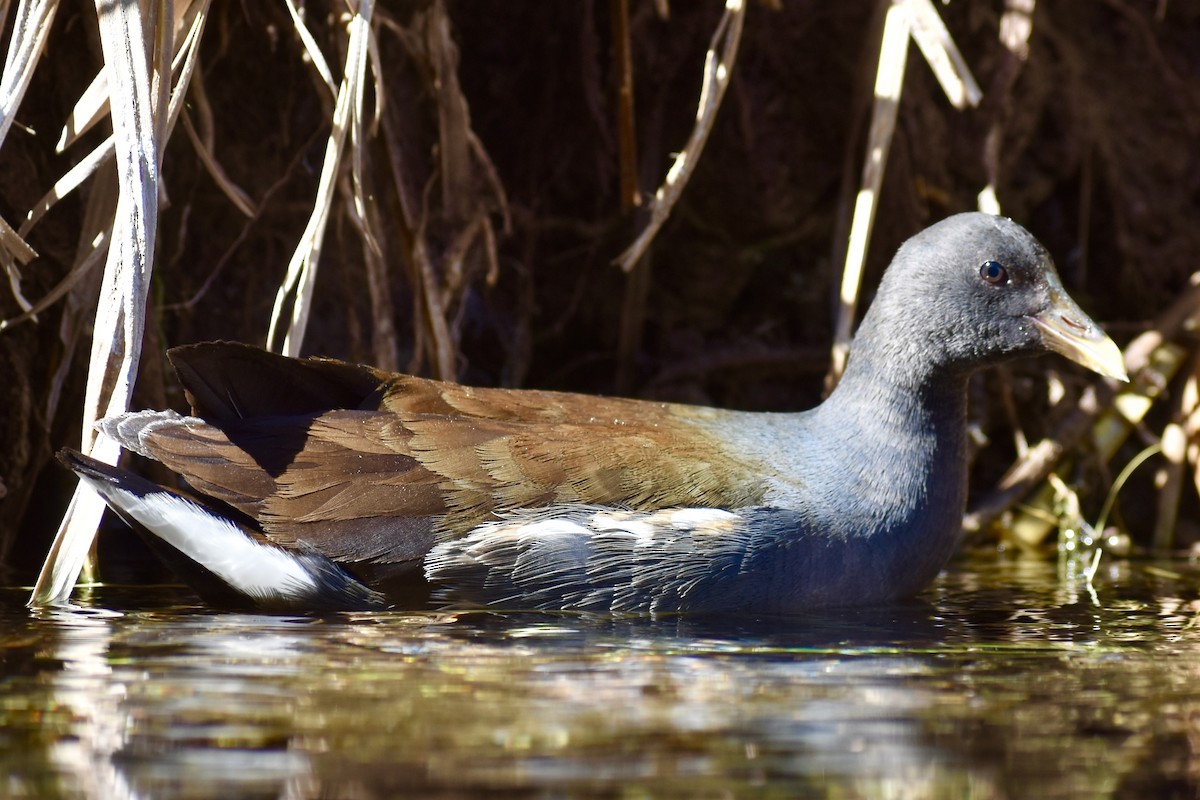 Common Gallinule - Eduardo Sanhueza Mendez