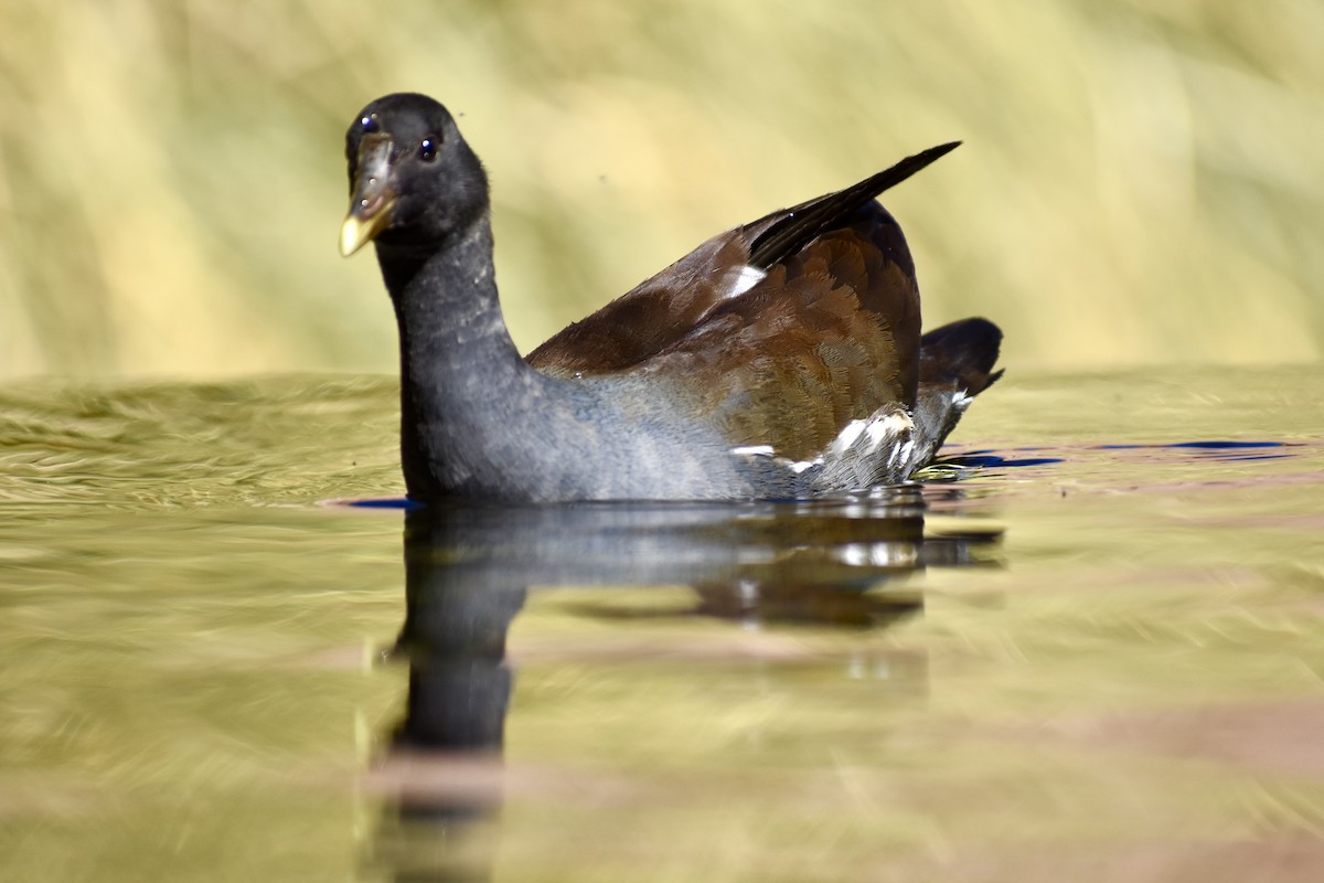 Common Gallinule - ML619009501