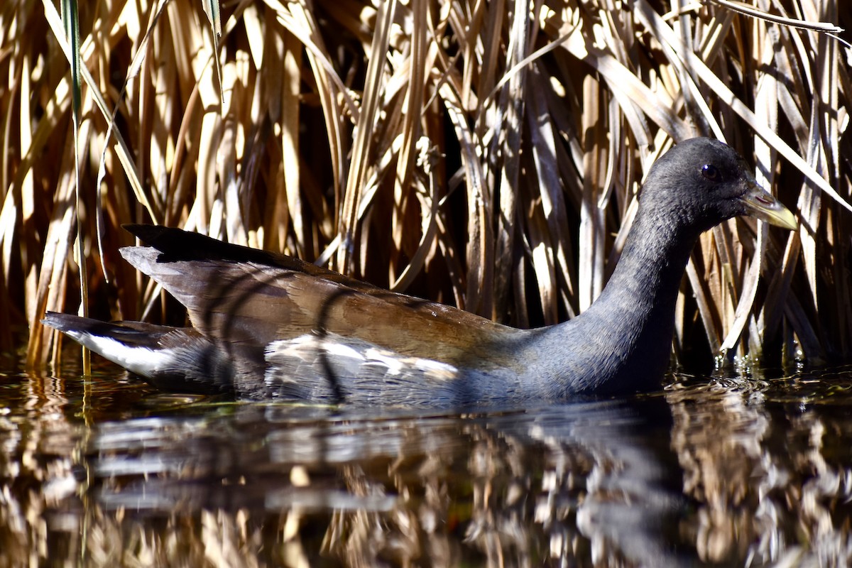 Common Gallinule - ML619009503