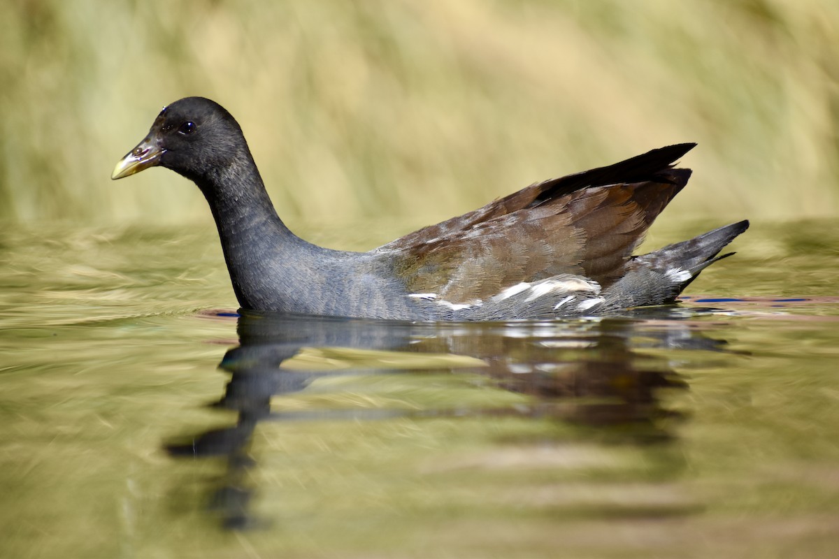 Common Gallinule - ML619009504