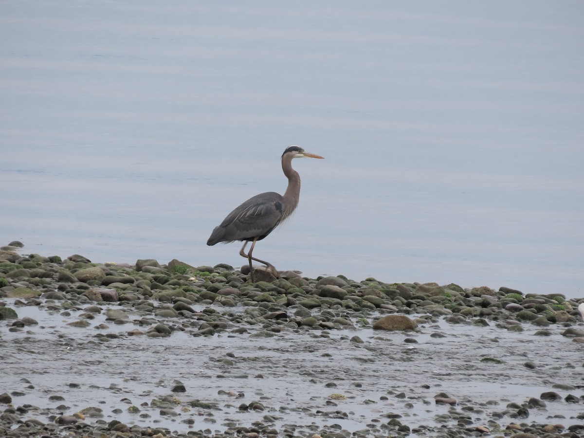 Great Blue Heron - Eileen LeFrancois