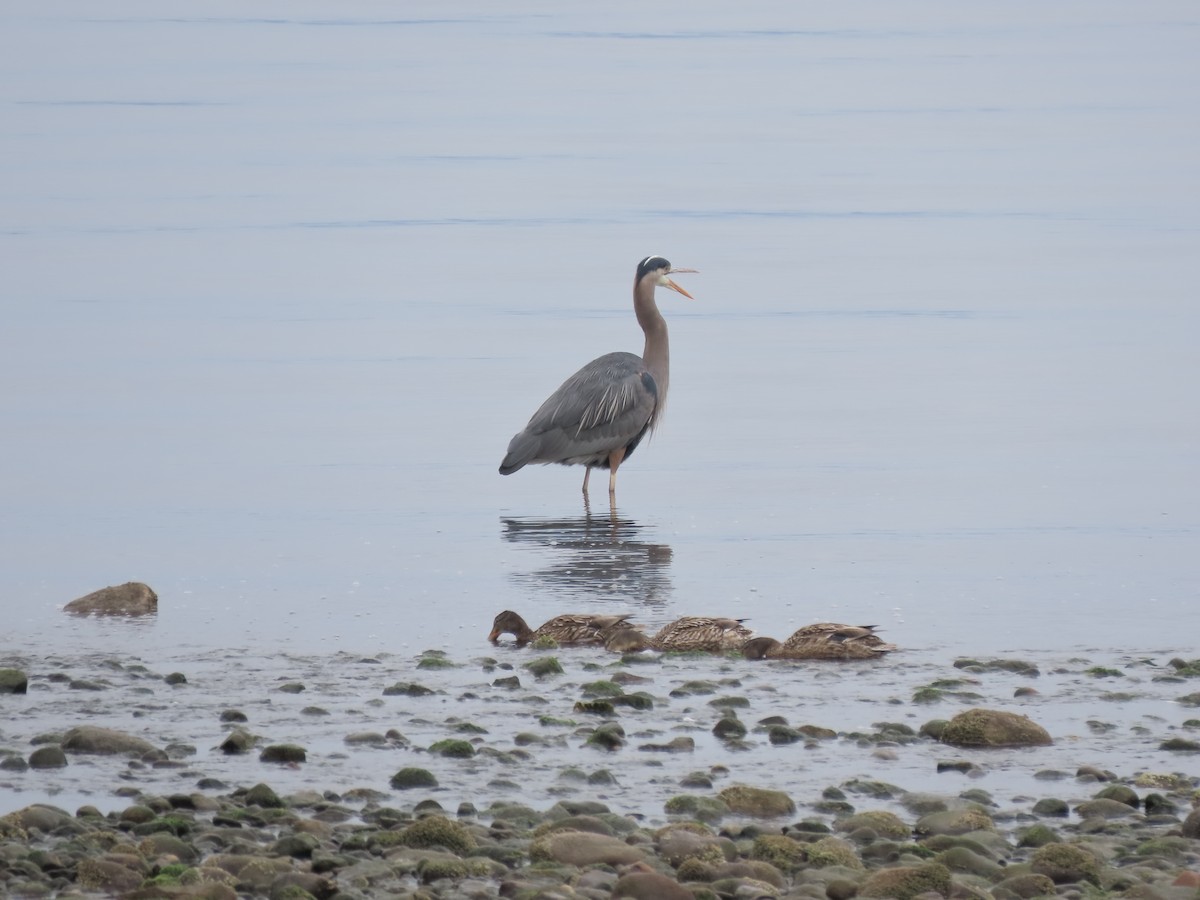 Garza Azulada - ML619009528