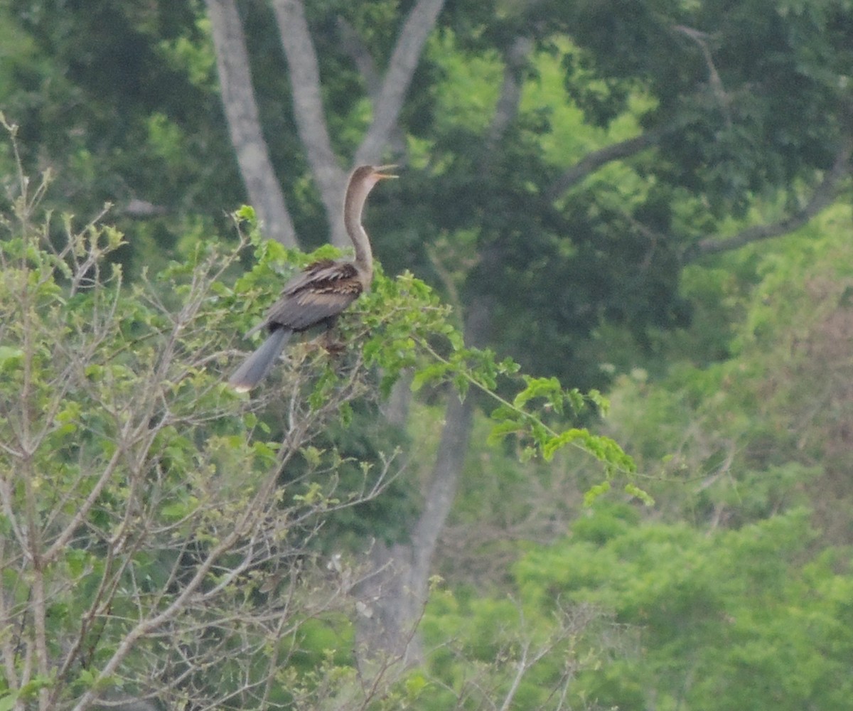 Anhinga - ML619009529