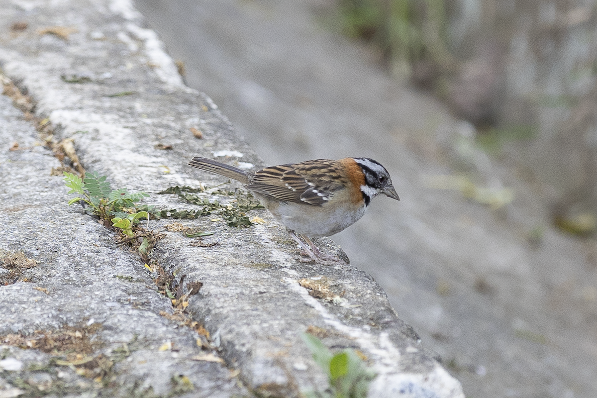 Rufous-collared Sparrow - César Agudelo