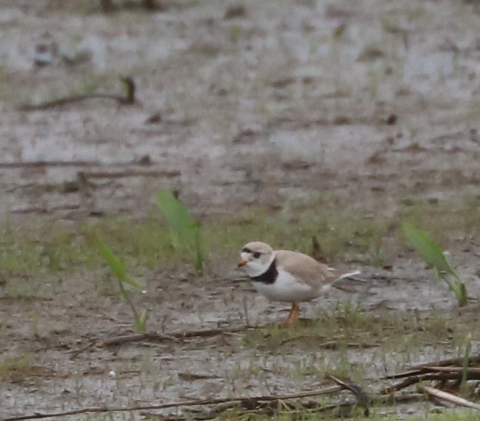 Piping Plover - Paul Morf