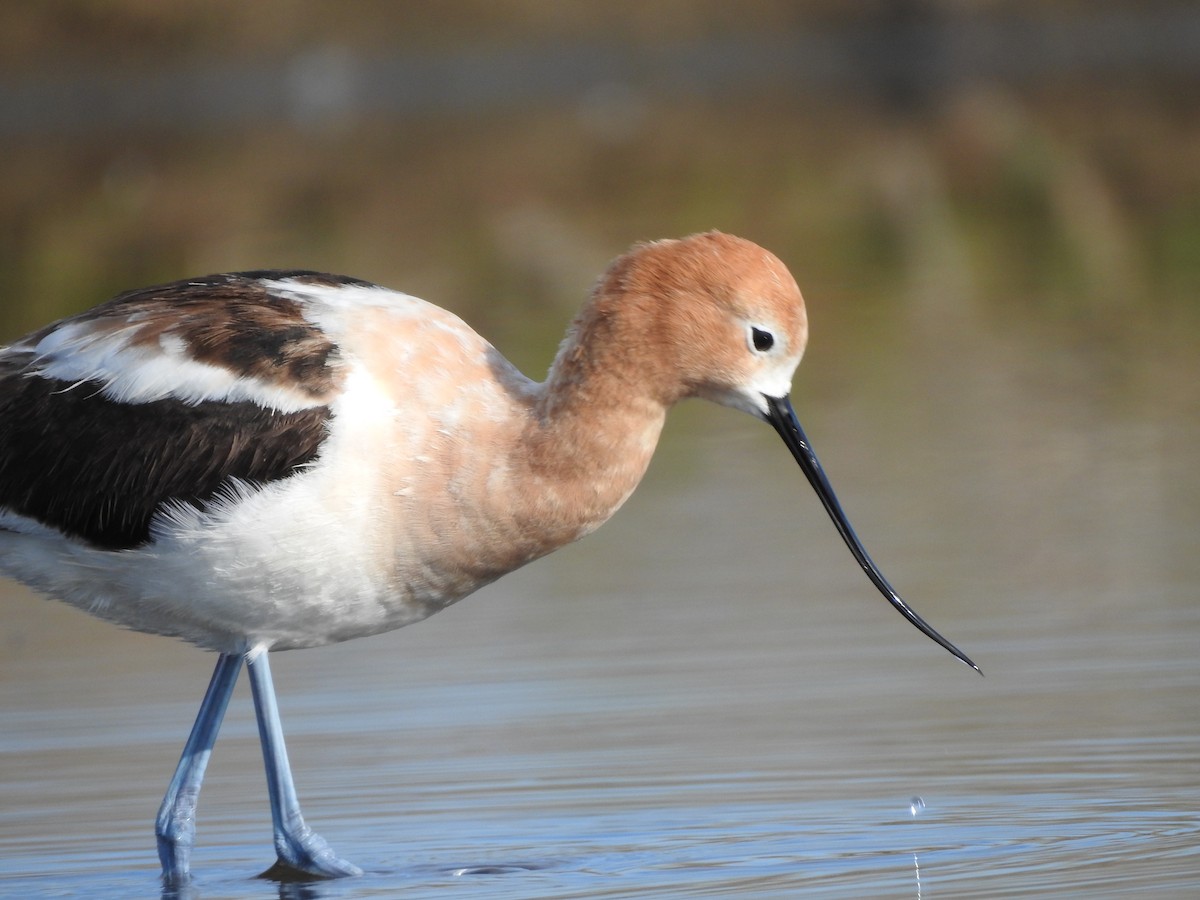 American Avocet - ML619009582