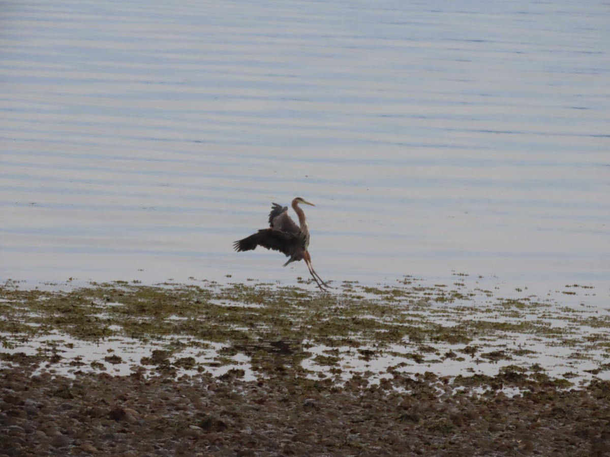 Great Blue Heron - ML619009609