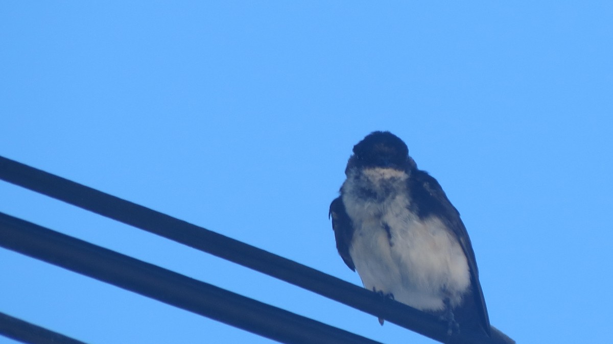 Blue-and-white Swallow - Nelly Perilla